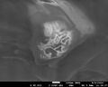 Thumbnail for version as of 14:08, 11 July 2025